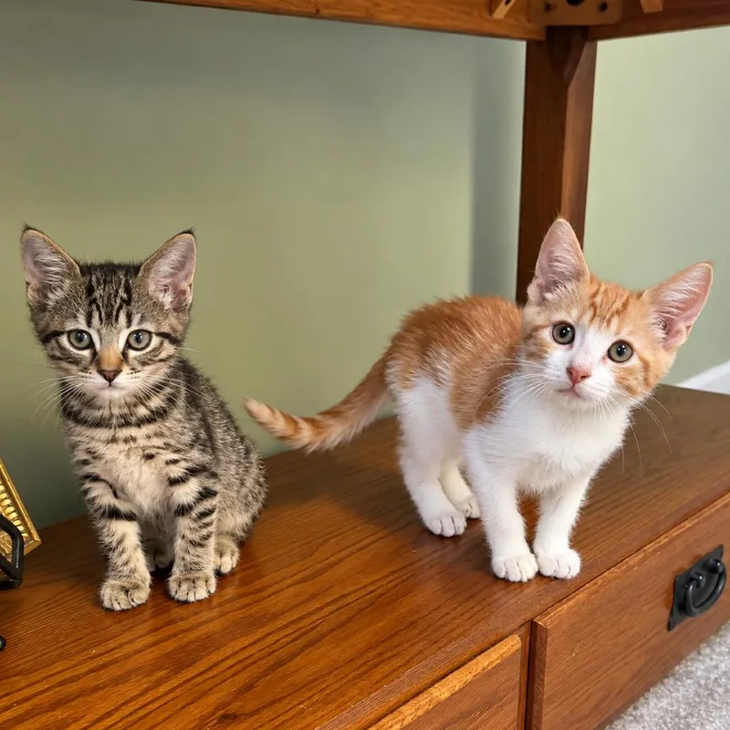 A baby small-sized male Domestic Short Hair cat named Pancake for adoption in Silver Spring, MD