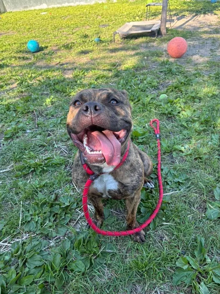 An adult medium-sized female Brindle Pit Bull Terrier dog named Palmer for adoption in Chicago, IL