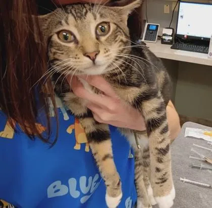 A baby small-sized male Domestic Short Hair cat named Creature for adoption in Palm Coast, FL