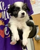 A baby small-sized female Mixed Breed dog named Tortellini for adoption in Lawrenceville, GA
