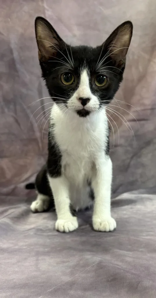 A baby medium-sized female Domestic Short Hair cat named Chloe for adoption in Springfield, GA