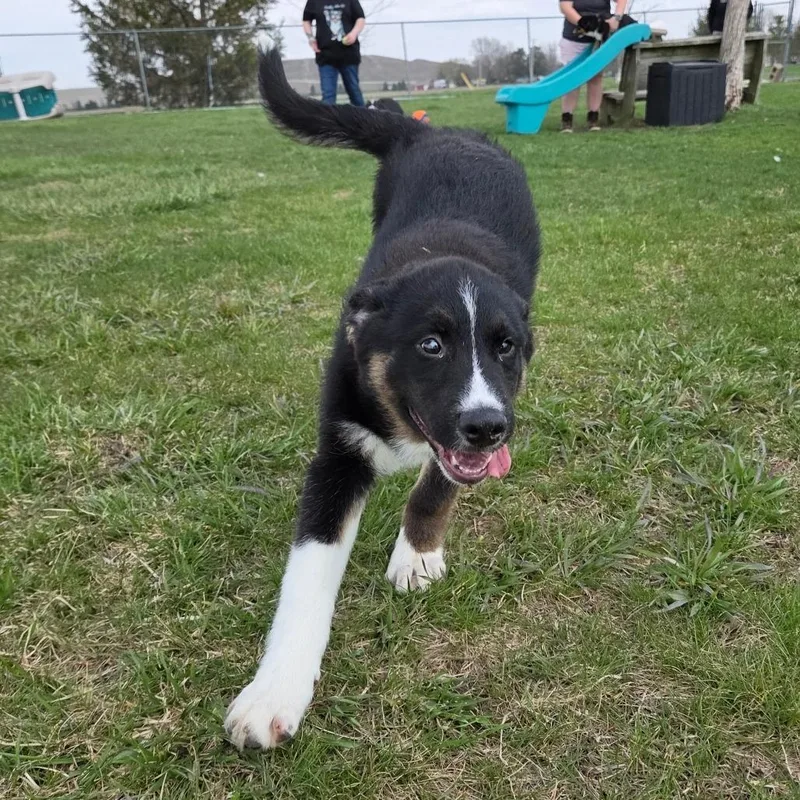 A baby medium-sized male Black Australian Shepherd dog named Sox for adoption in Pontiac, IL