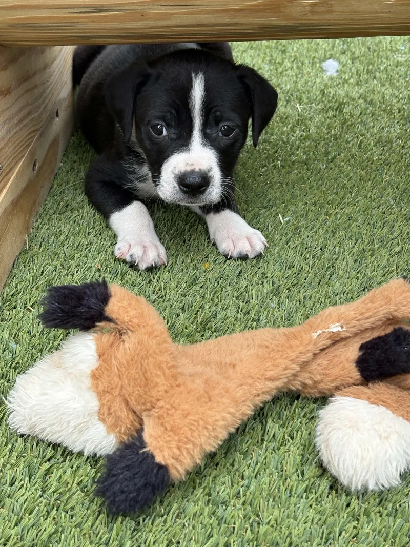 Puppy Party thumbnail 3