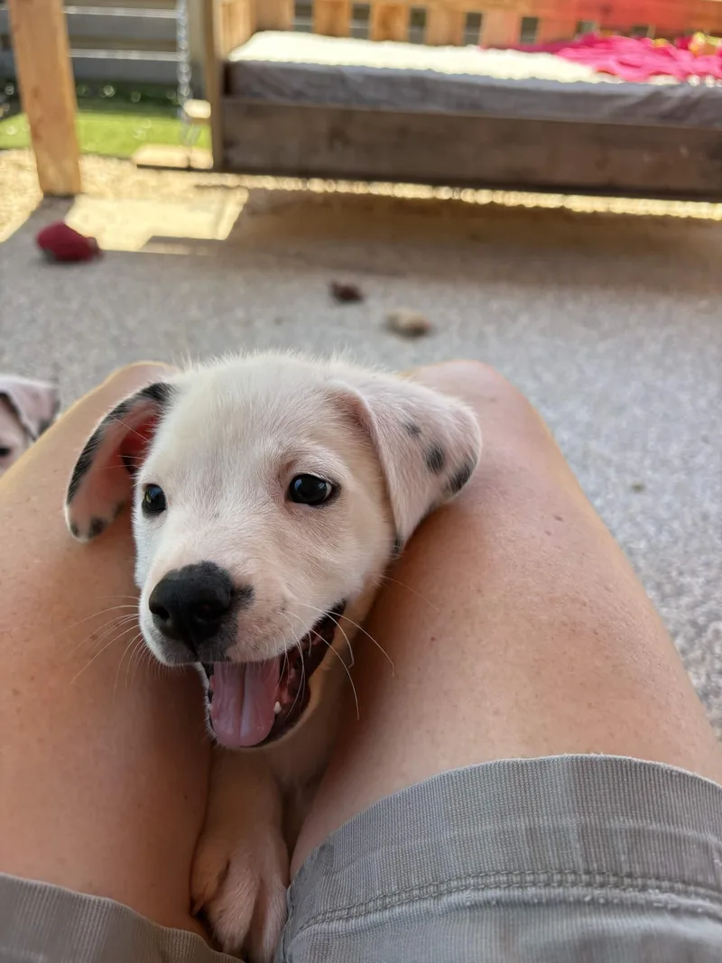 Puppy Party thumbnail 4