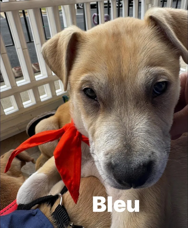 A baby medium-sized male Yellow / Tan / Blond / Fawn German Shepherd Dog dog named Bleu for adoption in East Flat Rock, NC