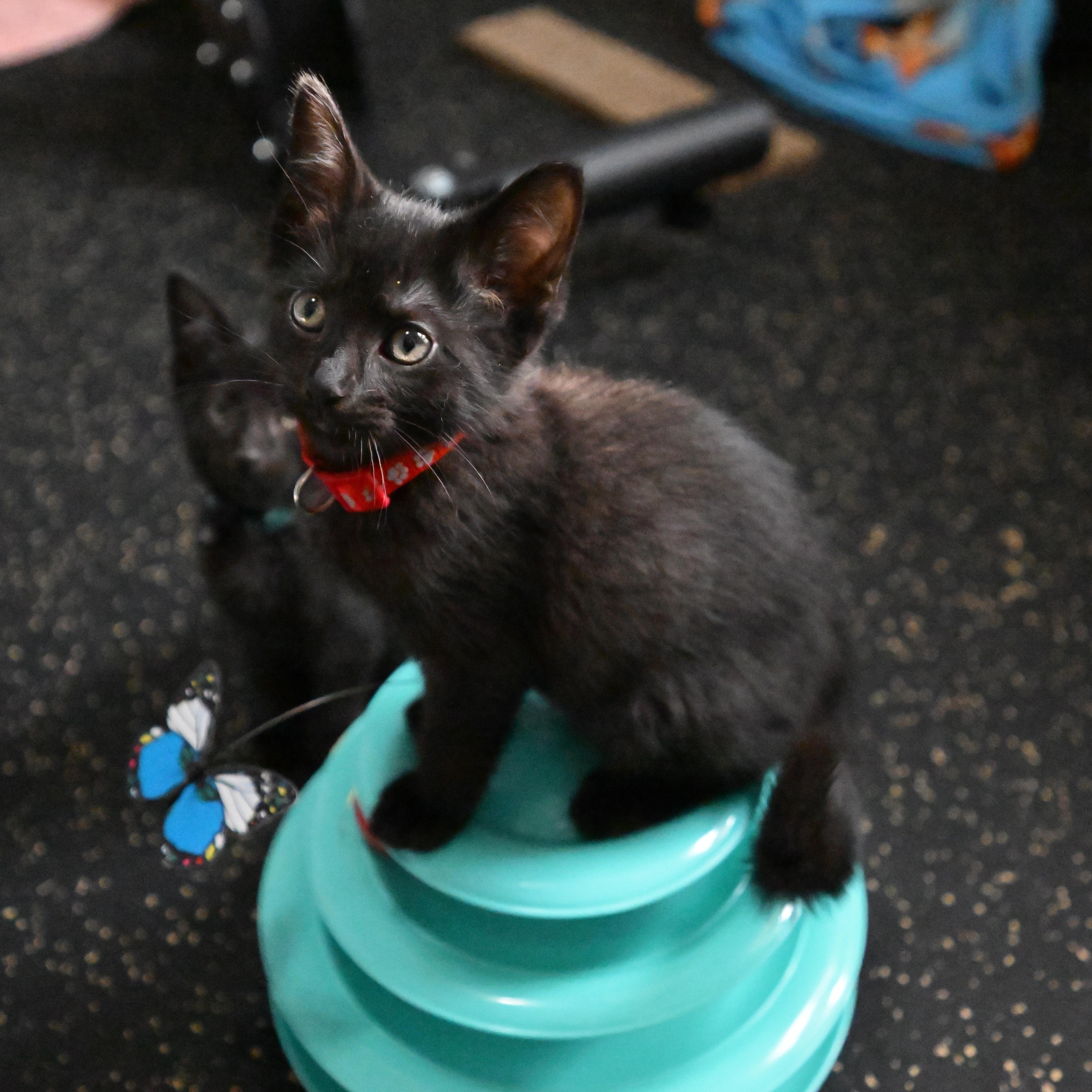 A baby medium-sized male Black Domestic Short Hair cat named Rome for adoption in East Amherst, NY