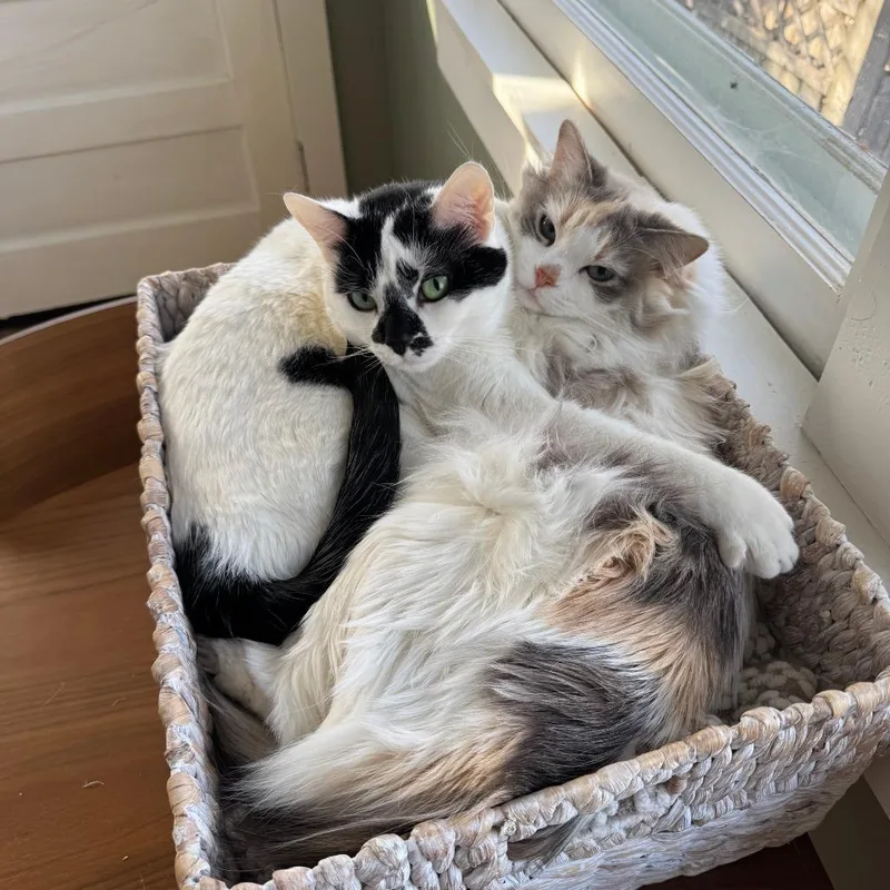 An adult small-sized female Calico Domestic Long Hair cat named Perch for adoption in Rochester, MN