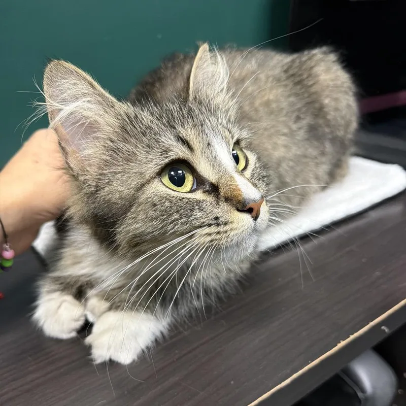 An adult small-sized female Brown / Chocolate Domestic Medium Hair cat named Main Flower for adoption in Westport, CT