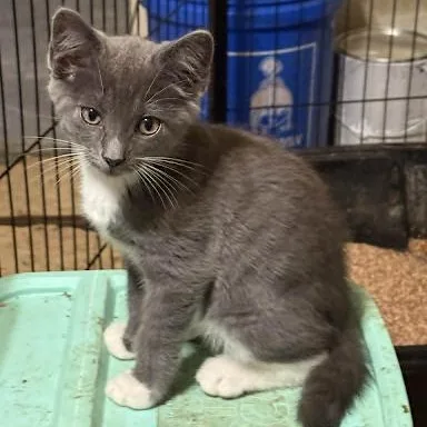 A baby small-sized male American Shorthair cat named Timothy for adoption in Danbury, CT