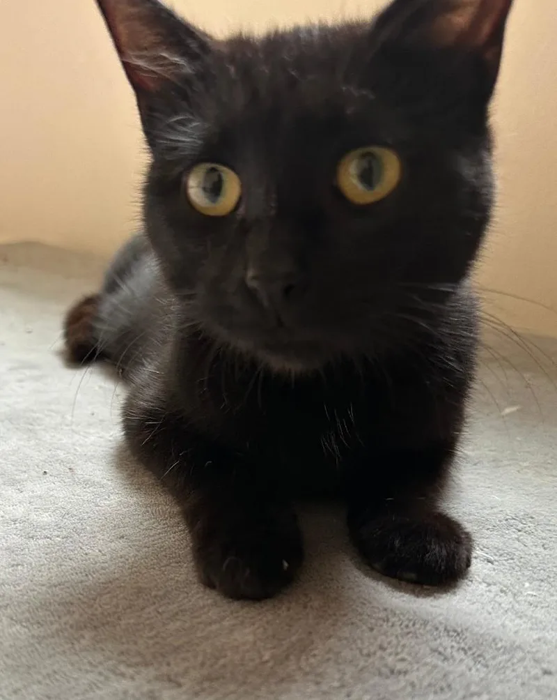A young medium-sized female Black Domestic Short Hair cat named Raven for adoption in Philadelphia, PA