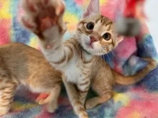 A baby small-sized male Domestic Medium Hair cat named Sky for adoption in San Luis Obispo, CA