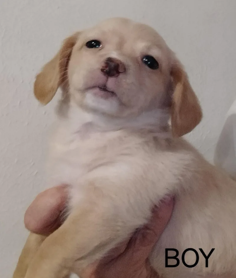 A baby small-sized male Chihuahua dog named Matisse for adoption in Grafton, WI