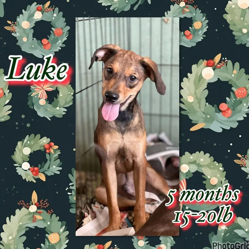 A baby small-sized male Bicolor Mixed Breed dog named Luke for adoption in San Juan, PR