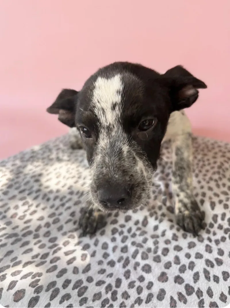 A baby medium-sized female Australian Cattle Dog / Blue Heeler dog named Fuji for adoption in Houston, TX