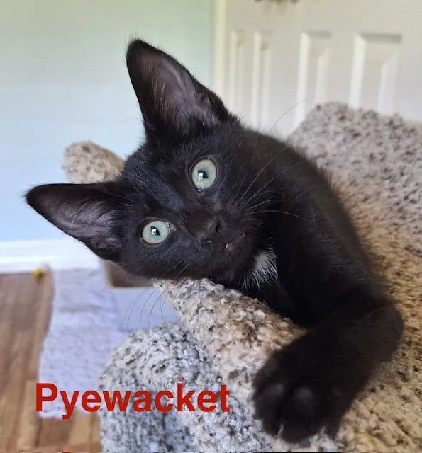 A baby medium-sized female Domestic Short Hair cat named Pyewacket for adoption in Zimmerman, MN