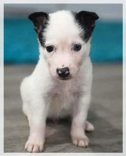 A baby medium-sized male Border Collie dog named Jagger Rock for adoption in Jacksonville, NC