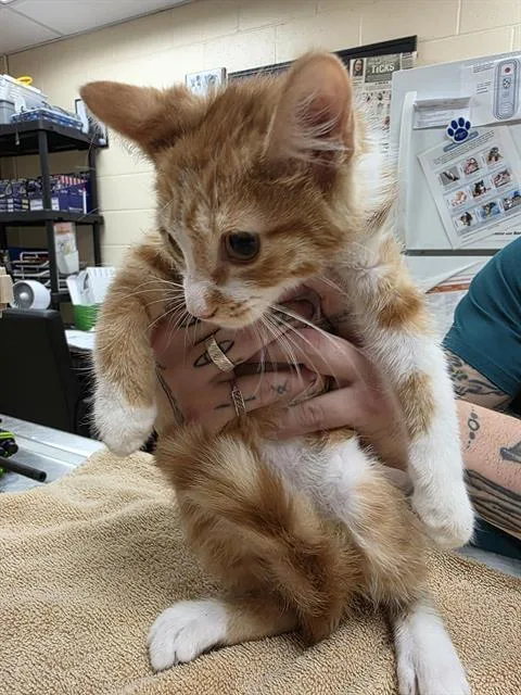 A baby small-sized male Domestic Short Hair cat named Wrangler for adoption in Aliquippa, PA