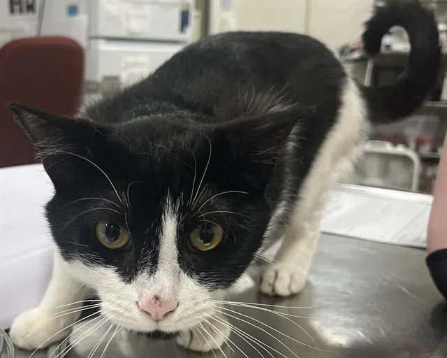 A young medium-sized male Domestic Short Hair cat named Dr. Pepper for adoption in Upper Marlboro, MD