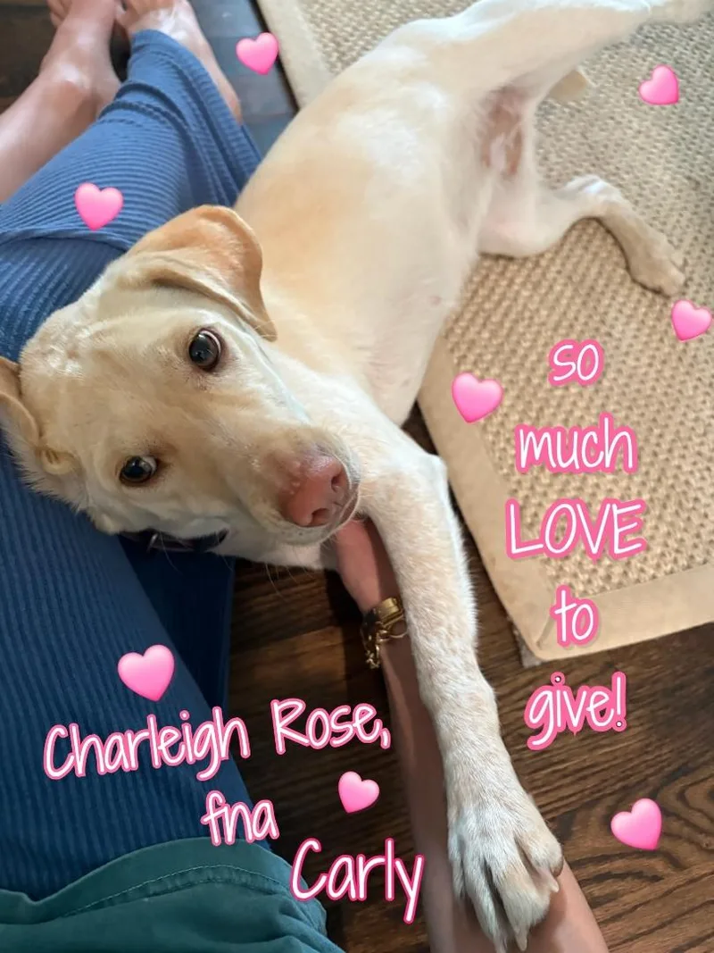 A young medium-sized female Labrador Retriever dog named Charleigh for adoption in Plano, TX