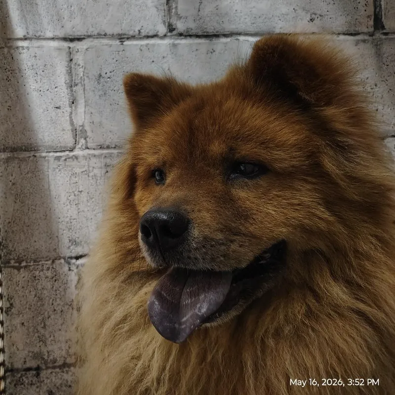 An adult medium-sized male Brown / Chocolate Chow Chow dog named Gus for adoption in Springtown, TX