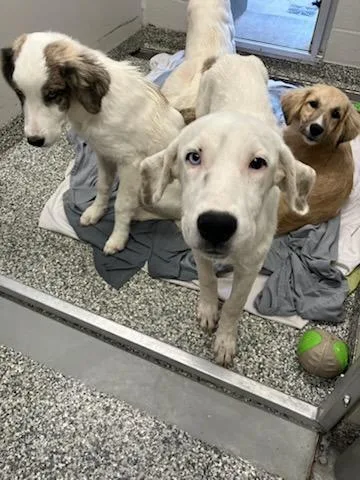 A baby medium-sized female Mixed Breed dog named Schweppes for adoption in Mustang, OK