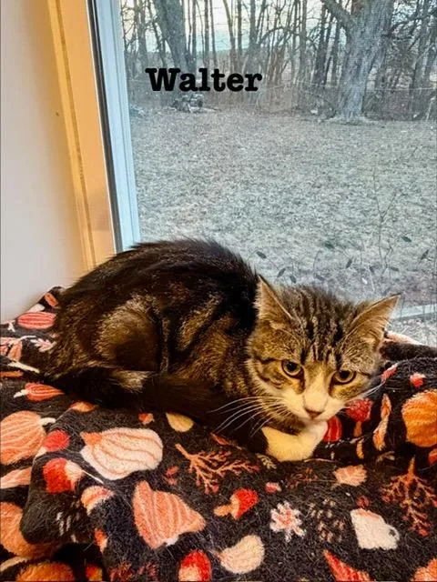 A young medium-sized male Domestic Short Hair cat named Walter for adoption in Cloquet, MN