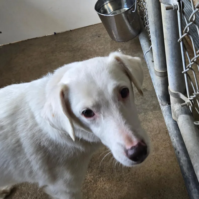 A senior medium-sized male White / Cream Jack Russell Terrier dog named Bon for adoption in Mount Gilead, NC