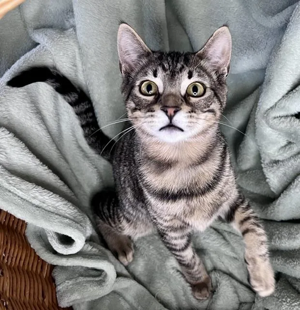 A young medium-sized male Tabby (Gray / Blue / Silver) Domestic Short Hair cat named Cruise for adoption in Rocky Hill, CT
