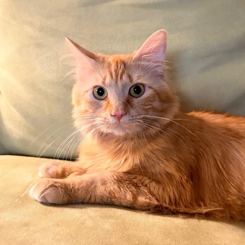 An adult medium-sized male Orange / Red Domestic Medium Hair cat named Turmeric for adoption in Chattanooga, TN