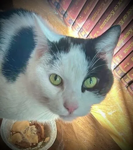 A senior large-sized male White Domestic Short Hair cat named Felix for adoption in Noble, OK