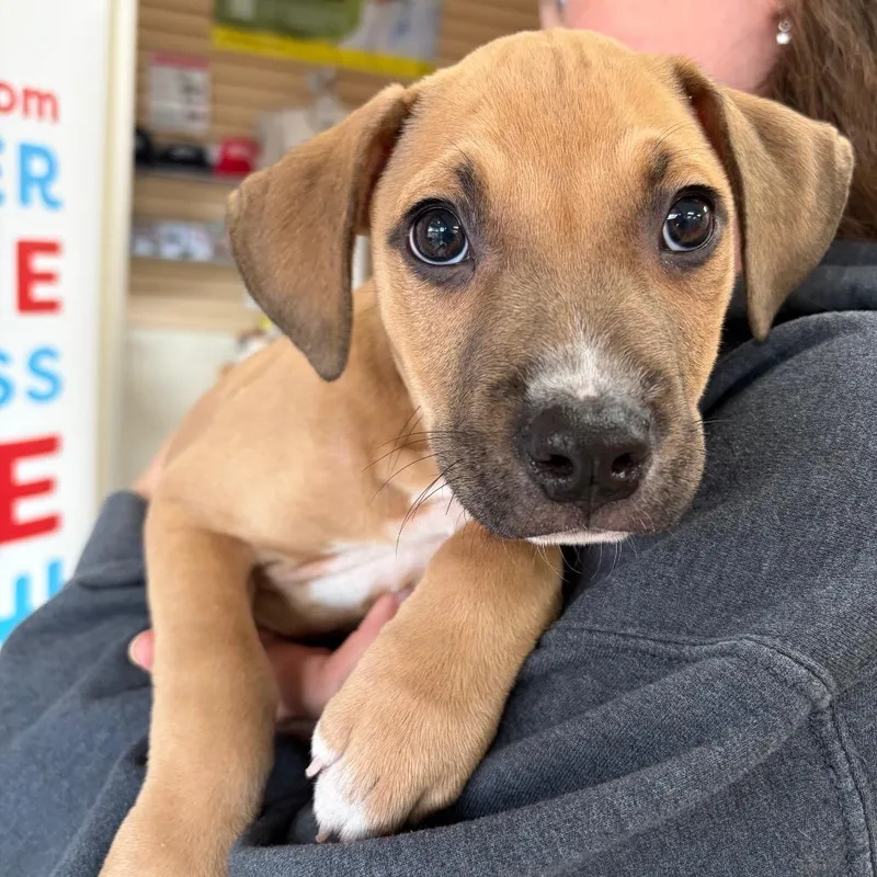 A baby small-sized male Mixed Breed dog named Rigby for adoption in Morrisville, VT