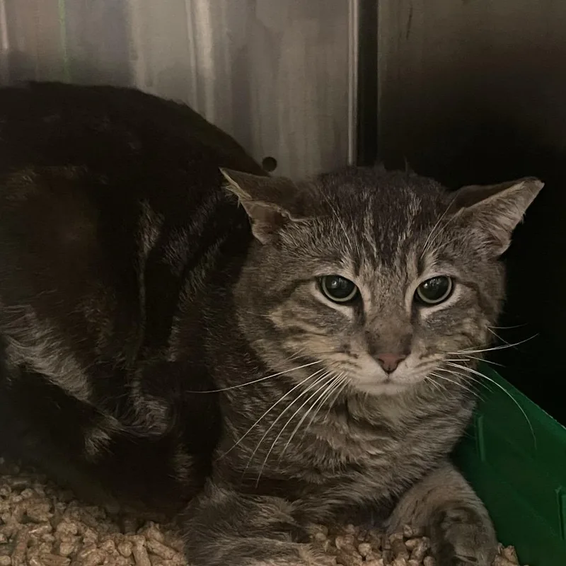 An adult large-sized male Gray / Blue / Silver Domestic Short Hair cat named Tom for adoption in Port Townsend, WA