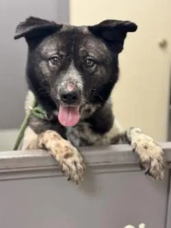 An adult large-sized female Akita dog named Diana for adoption in Kansas City, MO