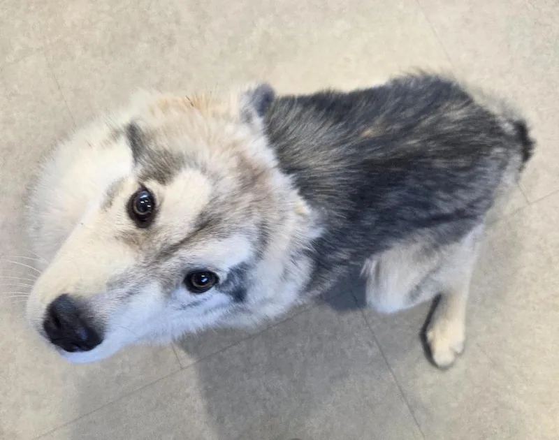 A baby medium-sized female Husky dog named Dixie for adoption in Bossier City, LA
