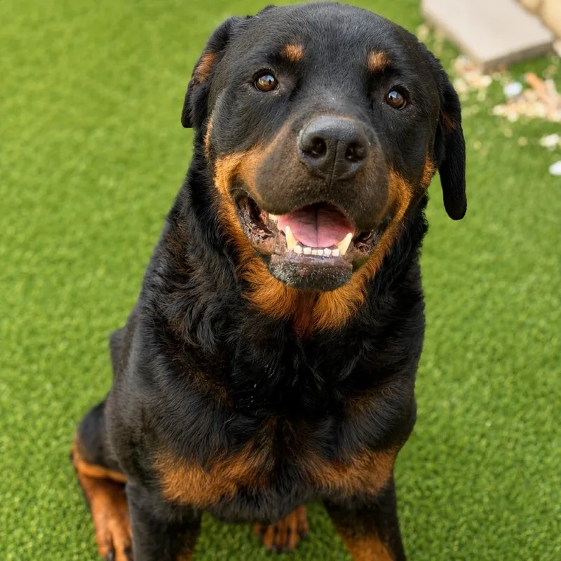 An adult large-sized male Rottweiler dog named Juice for adoption in New Orleans, LA