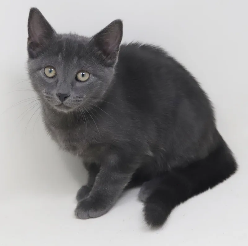 A baby small-sized female Russian Blue cat named Morrigan is simply magic for adoption in Bedford Hills, NY