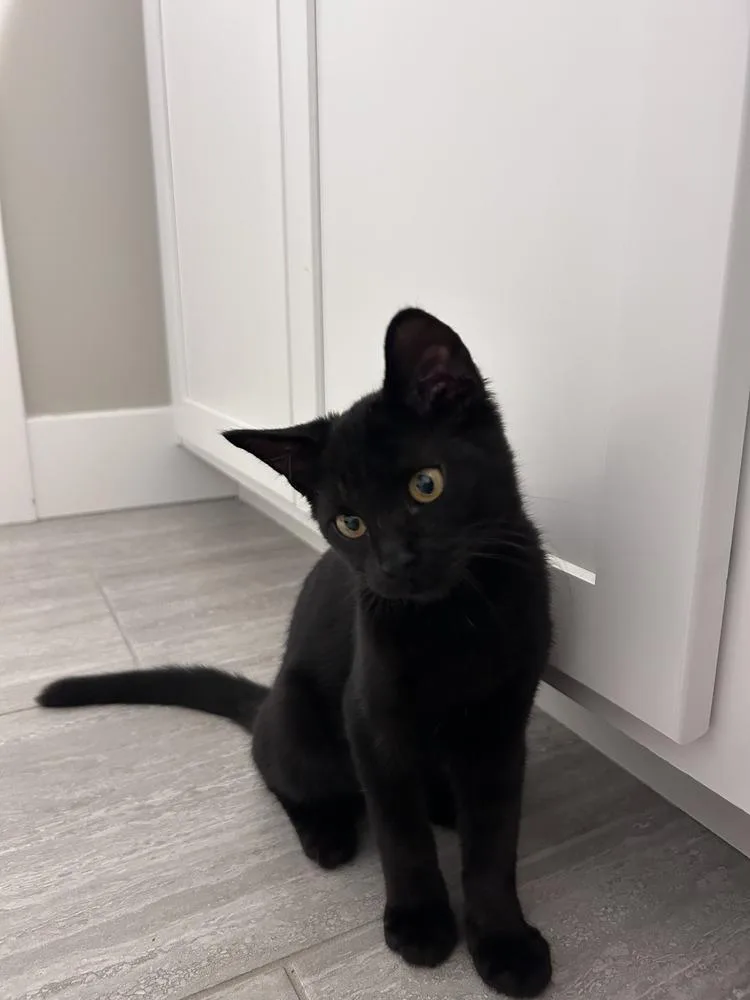 A baby small-sized male Domestic Short Hair cat named Darius for adoption in Bellingham, WA