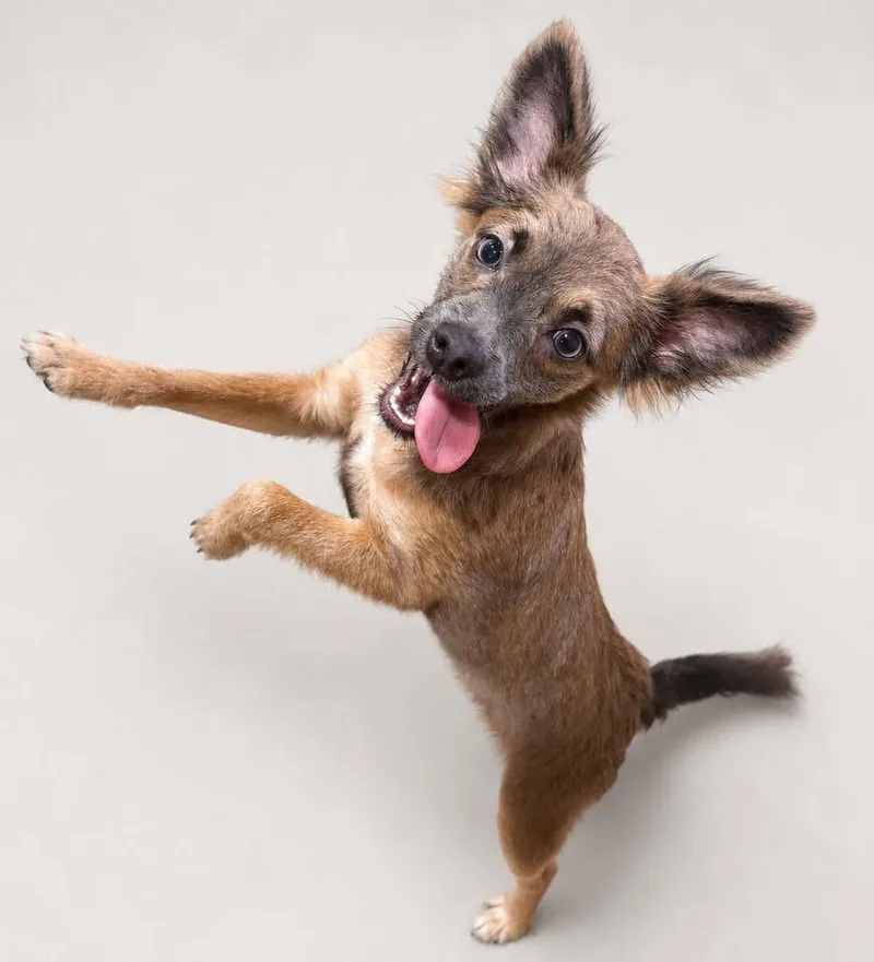 A young small-sized female Papillon dog named PomPom for adoption in Monticello, MN