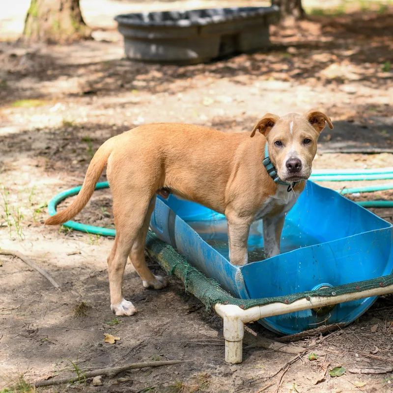 A baby medium-sized male Yellow / Tan / Blond / Fawn Mixed Breed dog named Max for adoption in BONIFAY, FL