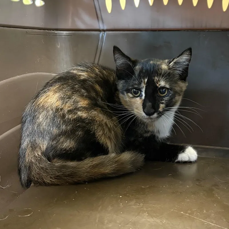 A baby small-sized female Tortoiseshell Domestic Short Hair cat named Babs for adoption in Columbus, NC