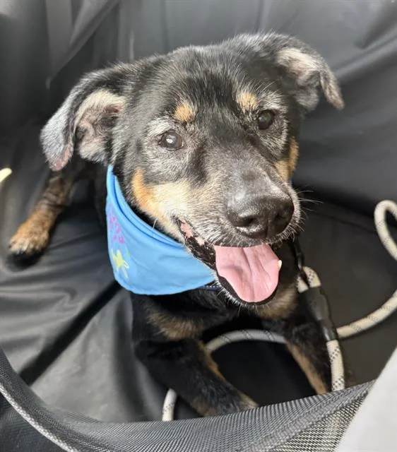 An adult medium-sized male Labrador Retriever dog named Arthur for adoption in Charlotte, NC