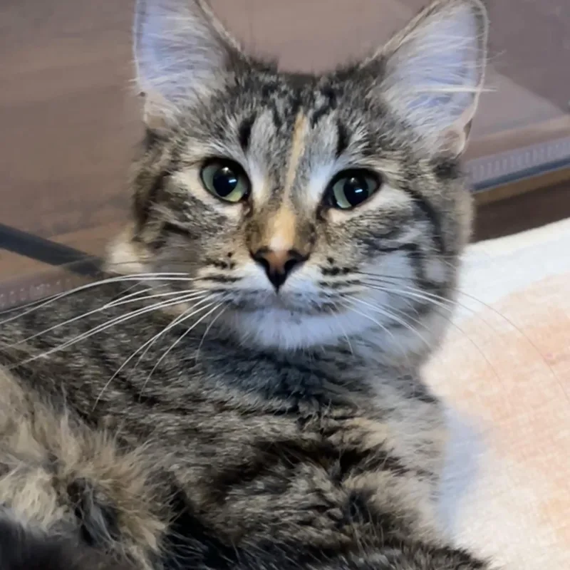 An adult medium-sized female Tabby (Brown / Chocolate) Domestic Medium Hair cat named Noel for adoption in Jamestown, ND
