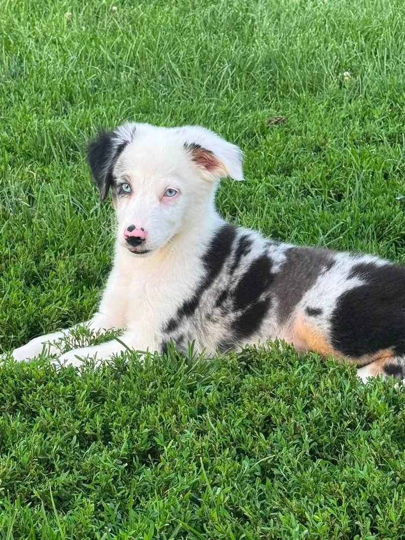 A young medium-sized male Australian Shepherd dog named Opossum for adoption in Brazil, IN