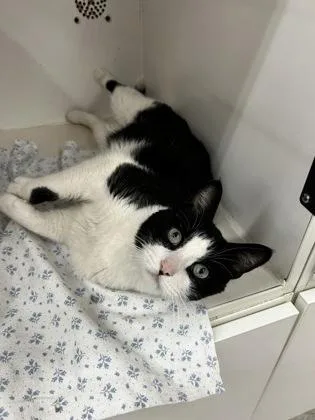 Charleston thumbnail 3