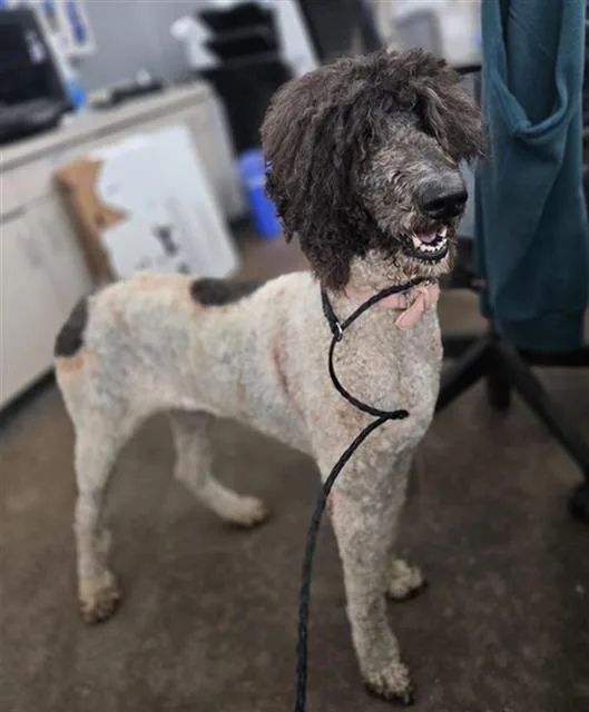 An adult large-sized female Mixed Breed dog named Umbreon for adoption in Dallas, TX