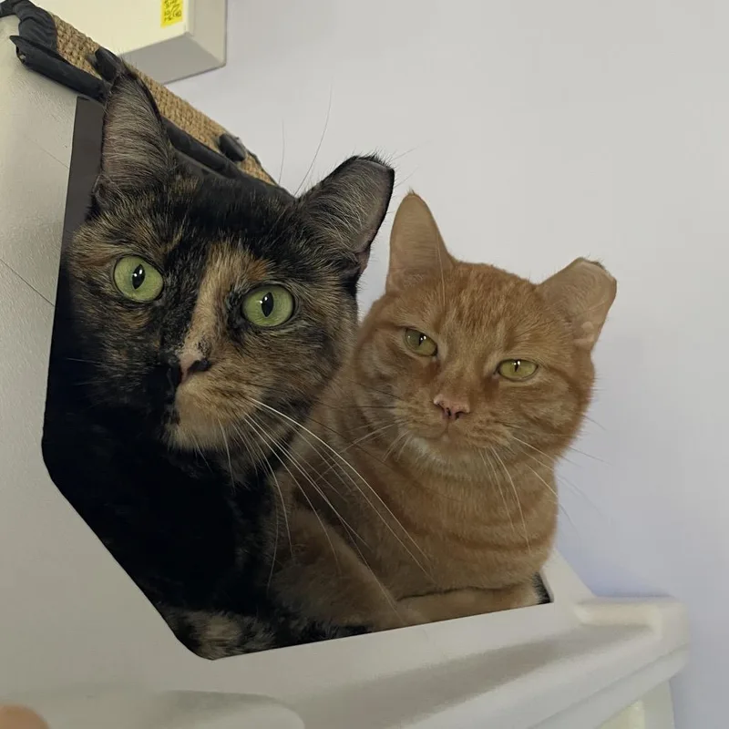 An adult large-sized male Orange / Red Domestic Short Hair cat named Ken for adoption in Chicago, IL