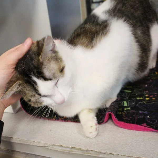 An adult medium-sized male Domestic Short Hair cat named Moogle for adoption in Des Moines, IA