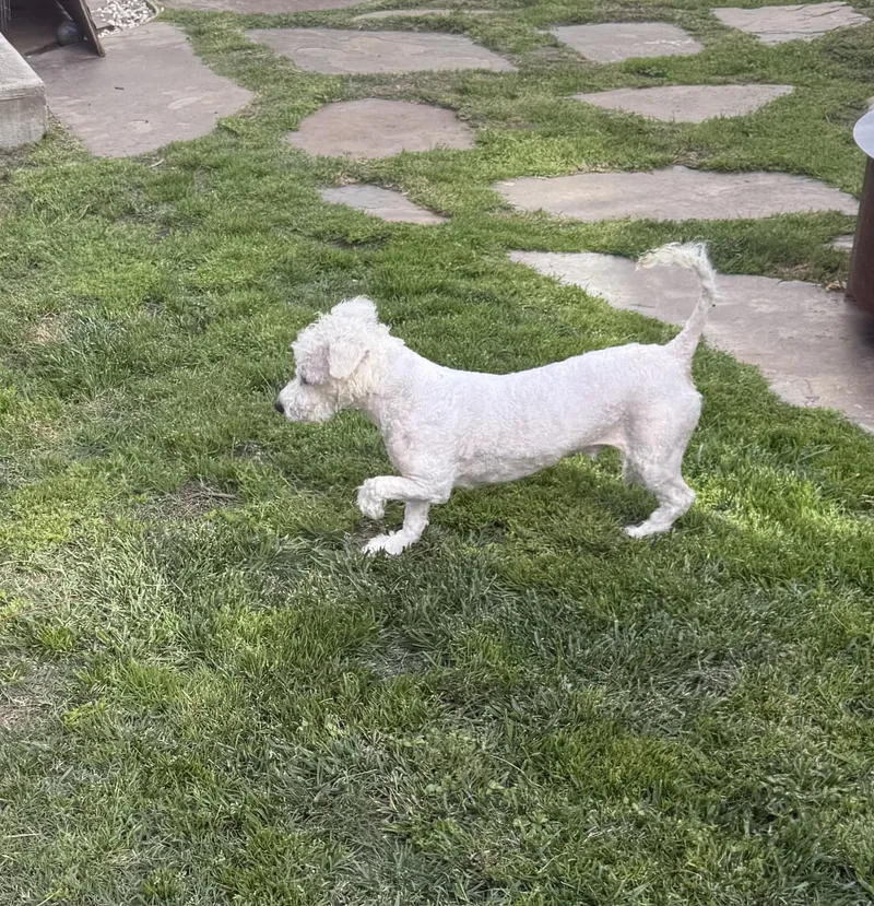 Gus