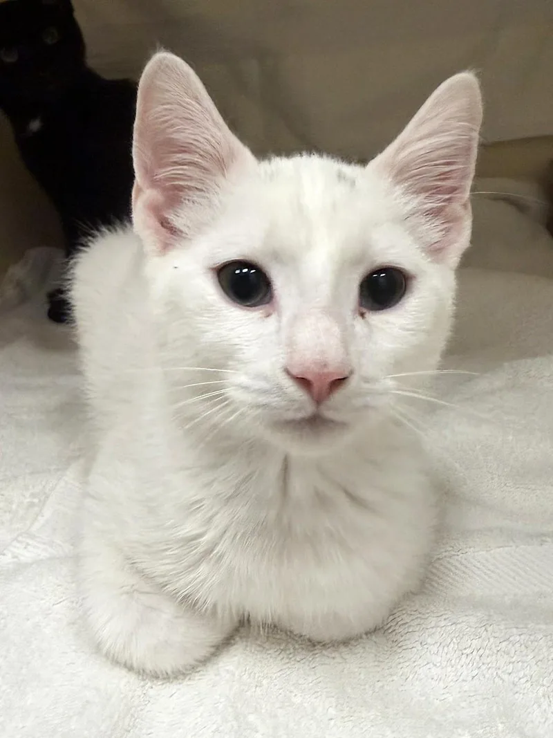 A baby medium-sized male White Domestic Short Hair cat named Jesse for adoption in Cooperstown, NY