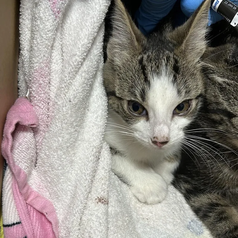 A baby small-sized female Gray / Blue / Silver Domestic Short Hair cat named Marta for adoption in Newark, NJ